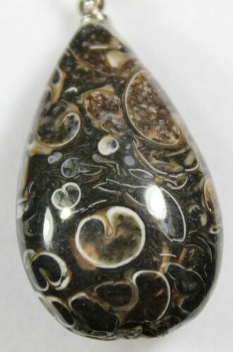Teardrop Shaped Fossil Turritella (Gastropod) Pendant #26908
